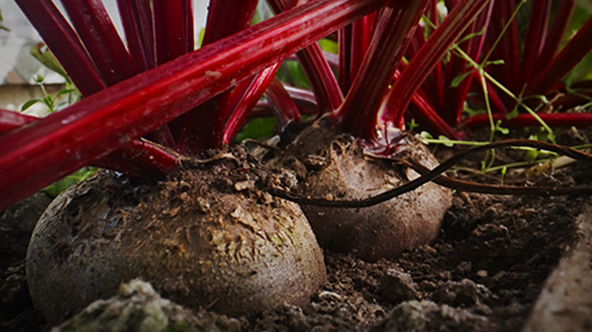 beets